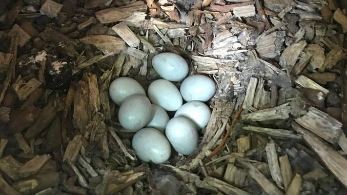 Die Wiedehopfkästen werden mit Streu ausgestattet, in der der Vogel eine Mulde zur Ablage von bis zu 10 Eiern formt | Foto: Monty Erselius 2022, Marienfließ