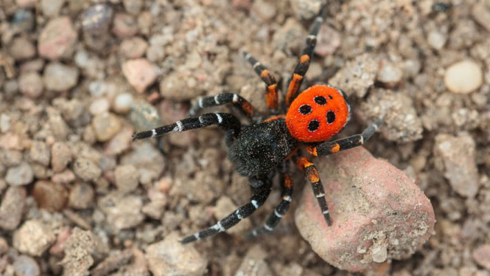 Rote Röhrenspinne