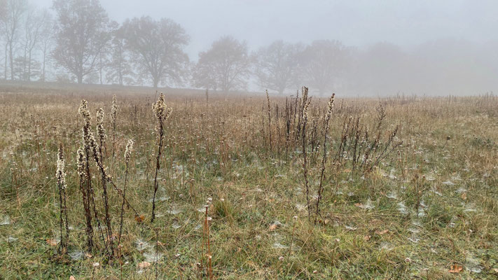 Nebliges Wetter auf der Dohlenwiese. | Foto: Monty Erselius 2025, Plauer Stadtwald