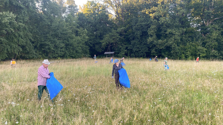 Wir haben gestaunt, wie schnell das Jacobs-Greiskraut auf der Wiese Fuß gefasst hat. |Foto: Monty Erselius 2025, Plauer Stadtwald