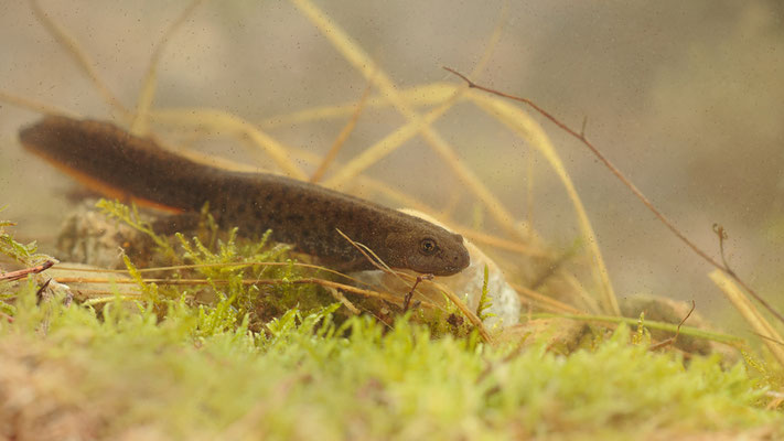 Der strenge Schutz der Kammmolche findet nur selten Beachtung. | Foto: Monty Erselius 2022, Plau am See