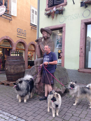 Wolfsspitz Ardeche von den Römerwölfen in Colmar