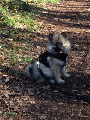 Wolfsspitz Baby Ardeche von den Römerwölfen