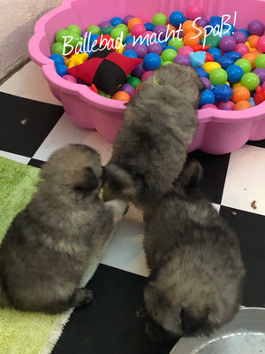 Wolfsspitzwelpe von den Römerwölfen