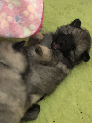 Wolfsspitzwelpe von den Römerwölfen