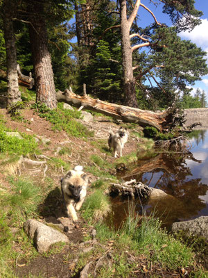 Wolfsspitz Ardeche von den Römerwölfen in der Wildnis