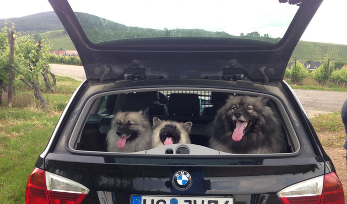 Wolfsspitz Ardeche von den Römerwölfen