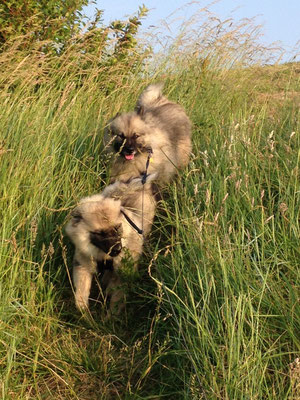 Wolfsspitz Ardeche von den Römerwölfen