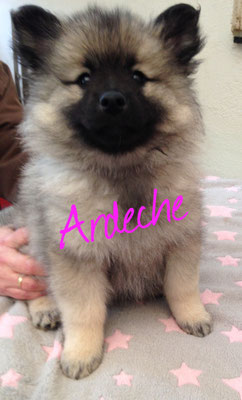 Ardeche von den Römerwölfen Wolfsspitz Welpe