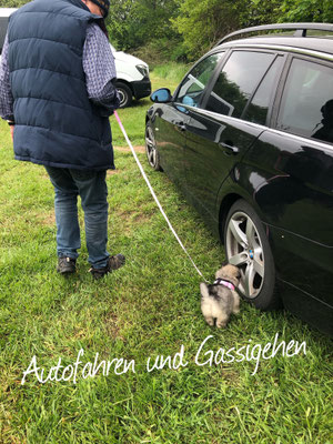 Wolfsspitzwelpe von den Römerwölfen
