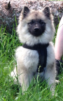 Wolfsspitz Ardeche von den Römerwölfen brav
