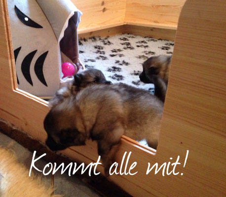 https://www.roemerwoelfe.de/welpen/a-wurf/