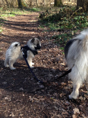 Wolfsspitz Welpe Ardeche von den Römerwölfen