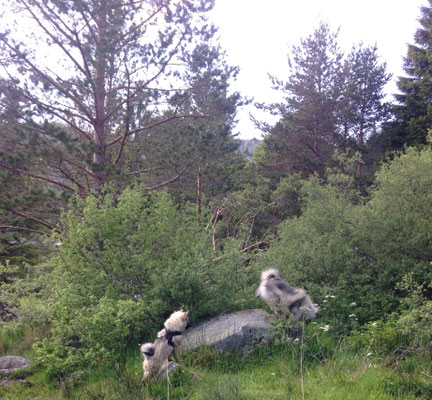Wolfsspitz Ardeche von den Römerwölfen über Stock und Stein