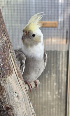 FREI