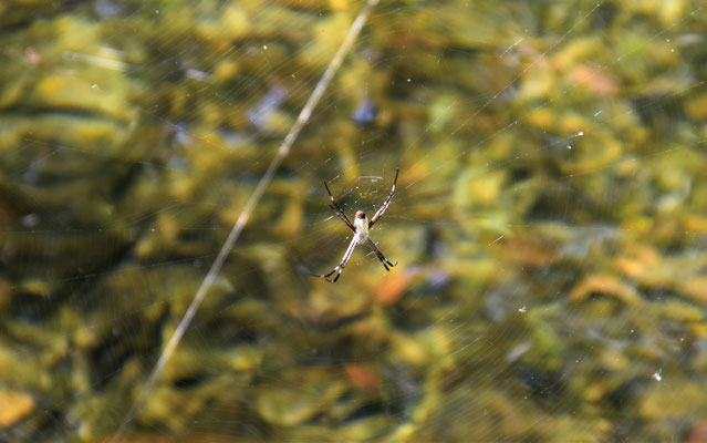 Spinne/Wangi Falls