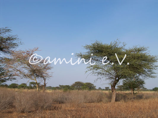 Besichtigung des Baulandes in Nduruma Sommer 2014