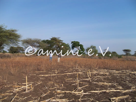 Besichtigung des Baulandes in Nduruma Sommer 2014