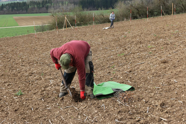 ein Mitarbeiter der Pflanzfirma bei der Arbeit