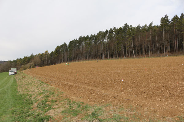 dieses an den Gemeindewald angrenzte Südgrundstück wird komplett mit Wald bepflanz