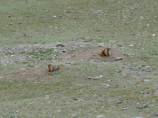 Les grosses grosses marmottes