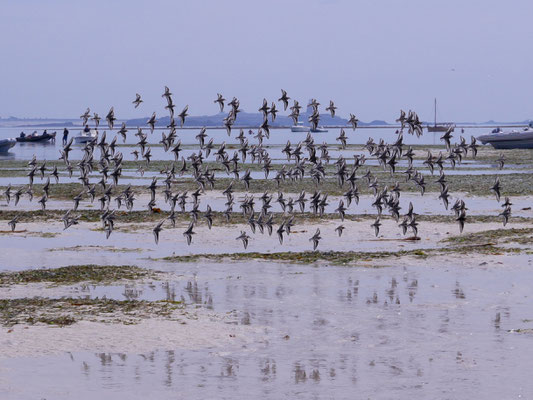 Les Glénans, île du Loch