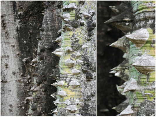 Ceiba speciosa