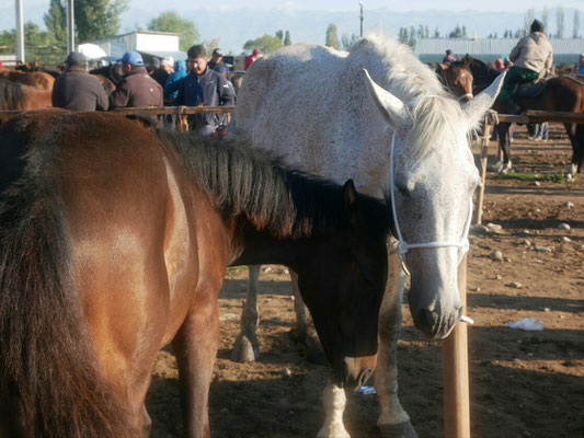 Marché aux bestiaux, Karakol city