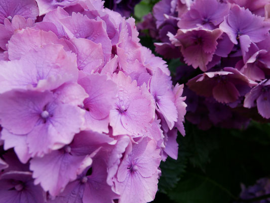 Hortensias, Locquirec