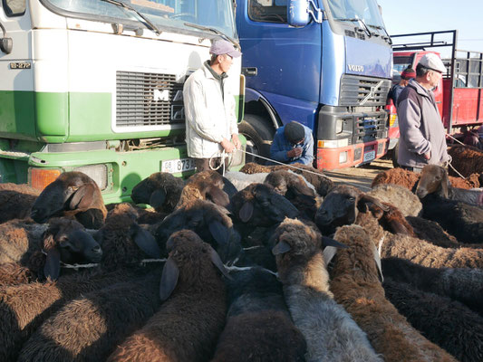 Marché aux bestiaux, Karakol city