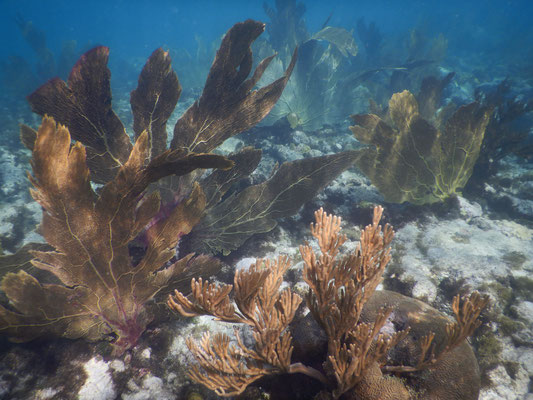 Tapis de gorgones des îles Grenadines, très similaire à celui du site "le jardin japonais" à la pointe Malendure