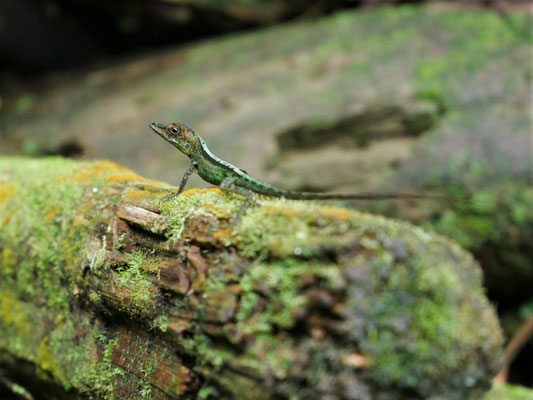 zandoli, petit lézard