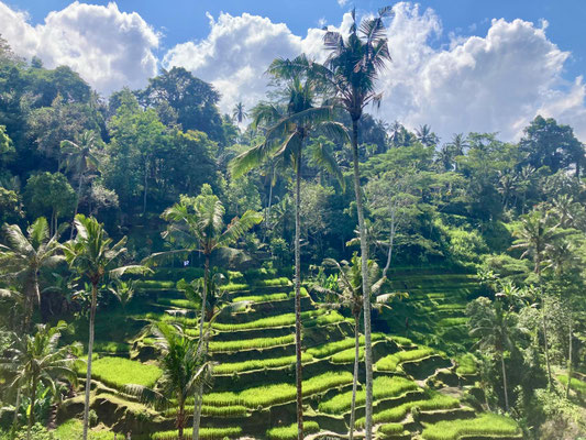 Bali Rizières 