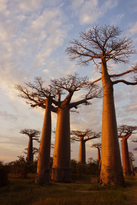 Madagascar baobabs