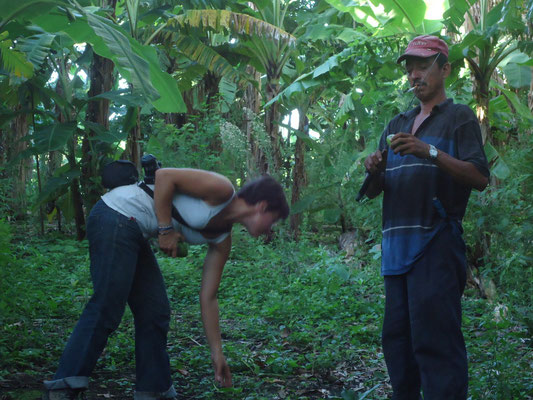 Isla Ometepe - Une autre journee avec Chico Mora, qui nous emmene voir son champs de frijoles. On s est gaves d avocats et de bananes toute la matinee.