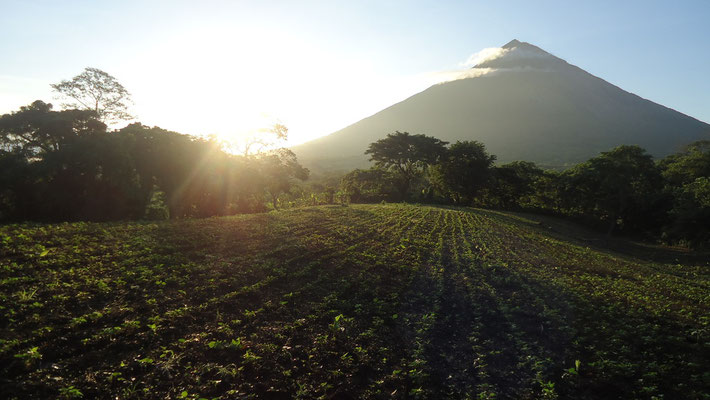 Isla Ometepe - Une autre journee avec Chico Mora, qui nous emmene voir son champs de frijoles. On s est gaves d avocats et de bananes toute la matinee.