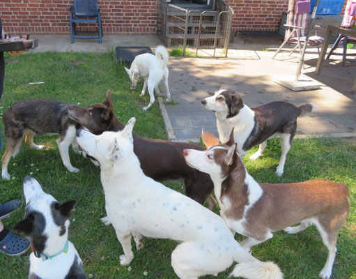 Die Geburtstagsgesellschaft mit Oma Shiba, Papa Nuki, Nigel und Sitka