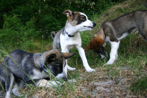 Tayler, Sitka und Kira