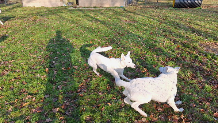 Die Weißen rangeln untereinander immer etwas intensiver.