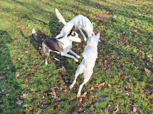 Smacks, Arik und Frosty