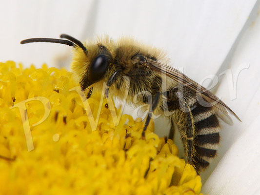 29.06.2016 : Seidenbiene (sehr wahrscheinlich) auf einer Margarite