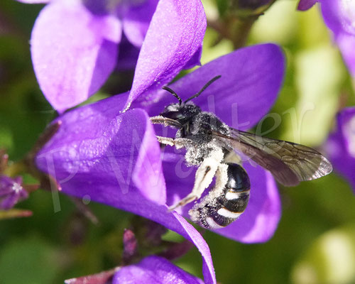 Dalmatiner Glockenblume