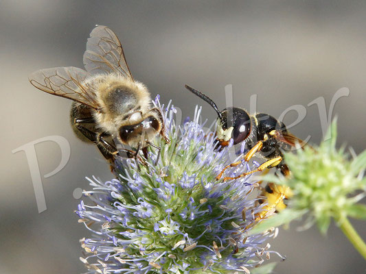 20.08.2016 : Honigbiene und ein Bienenwolf an einer Distelblüte