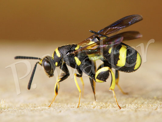 27.06.2019 : Erzwespe, Parasit u.a. bei Mauerbienen, hier bohrt sie ihren Stachel durch das Holz in die darin befindliche Nistkammer