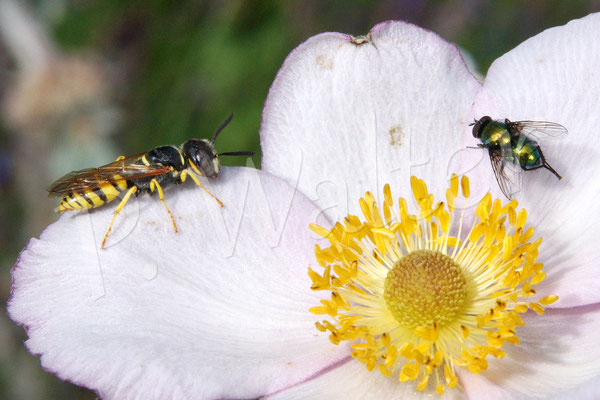 22.07.2017 : Bienenwolf ruht auf einer Herbstanemone