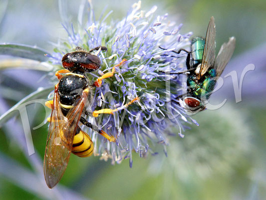 26.07.2017 : Bienenwolf an Distelblüte, Weibchen, mit Fliege zum Größenvergleich