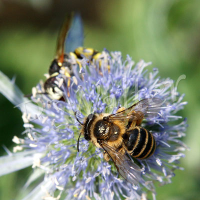 14.07.2017 : Wildbiene (Sandbiene?) und ein Bienenwolf an einer Distelblüte