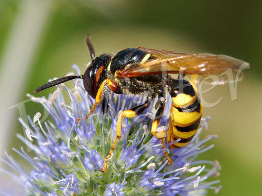 20.08.2016 : ein Bienenwolf an einer Distelblüte