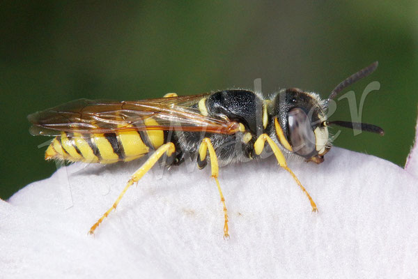 22.07.2017 : Bienenwolf ruht auf einer Herbstanemone