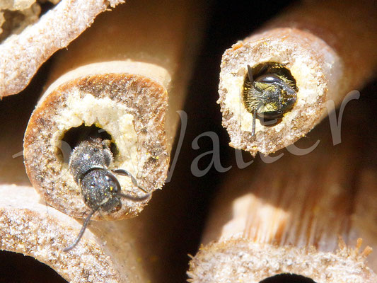 04.07.2016 : rechts eine Löcherbiene, links wird ihre Nachbarin von einer Keulhornwespe parasitiert